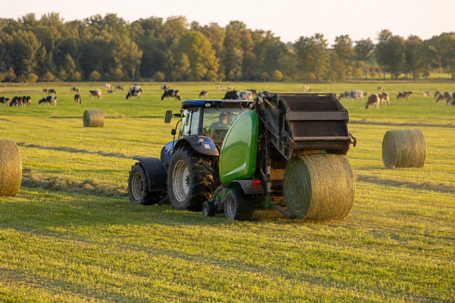 Livestock and forage systems